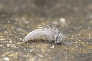 A macro photo of a feather placed on the ground