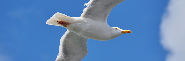 Seagull in flight, against blue sky, background, seen from below. Part of body. Wide long cover or banner