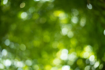 Obraz premium Green bokeh with wall paper.