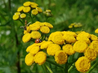 yellow chrysanthemum flowers