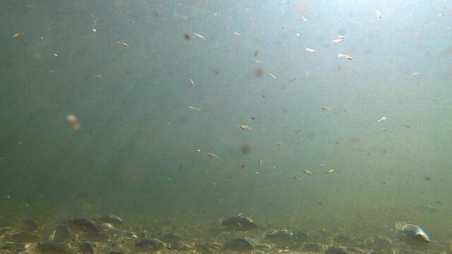 river fish swimming looking at the sun rays through the water