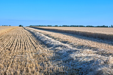 stubble and straw on field after wheat harvest, wheat harvest, bread, bread harvest, wheat field