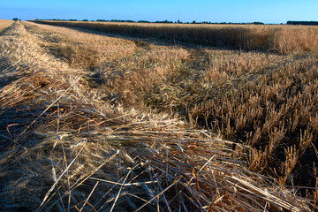 Fototapeta premium harvesting season, wheat harvest, field with ears of wheat, stubble and straw on the field after harvesting wheat