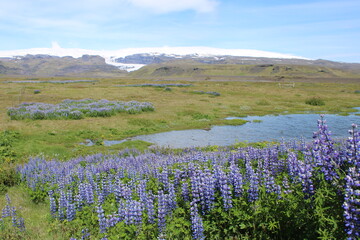 Unzählige, blühende Lupinen im Sommer auf Island