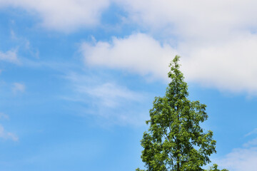 a blue sky and green leaves and tree