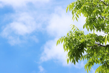 a blue sky and green leaves and tree