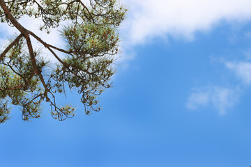 a blue sky and green leaves and tree
