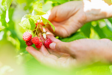 Cropped hand of adult woman picking raspberries from plant at farm. Closeup of raspberry cane. Summer garden in village. Growing berries harvest at farm