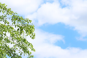 a blue sky and green leaves and tree