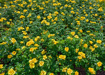 Flower bed with Roses of the cultivar "Lemon fizz"