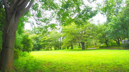Fresh green of Aobanomori Park, Chiba, Japan on July 27, 2020