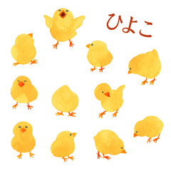 ひよこ