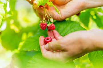 Cropped hand of adult woman picking raspberries from plant at farm. Closeup of raspberry cane. Summer garden in village. Growing berries harvest at farm
