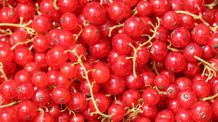 Harvesting red currants in the garden. Harvest concept