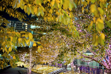 Maple leaves changing color, Autumn seasons at Tokyo in Japan