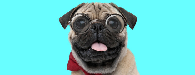 Pug dog wearing red bowtie, eyeglasses, sticking out his tongue