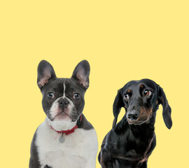 couple of dogs sitting and looking away