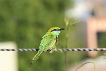 bird, bee-eater, animal, bee, wildlife, nature, eater, green
