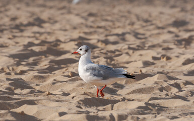 Black-headed gull, Chroicocephalus ridibundus, in the Estacade beach, in the municipality of Soustons, The Landes Department, France