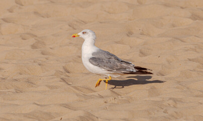 Yellow-legged gull, Larus michahellis, in the Estacade beach, in the municipality of Soustons, The Landes Department, France