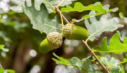Leaves and fruits of Common Oak, Quercus robur. Photo taken in Mimizan, The Landes Department,...