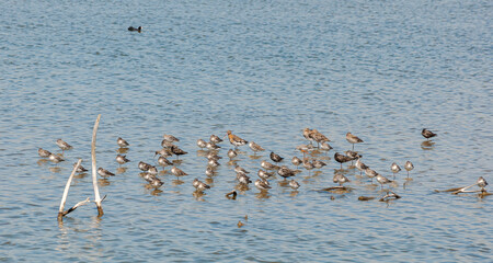 Flock of shore birds, with black-tailed godwit and spotted redshank, in the Ornithological Reserve of Teich, next to the Arcachon Bay, in the Gironde Department, France