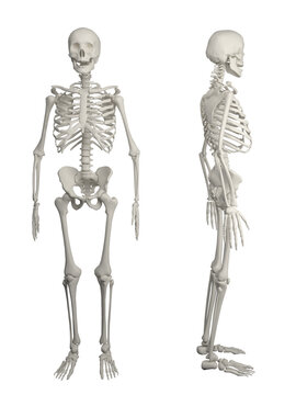 skeletal survey,  anatomy bone, skeletons, full body, Office Syndrome, Concept for chiropractic adjustment. 3D illustration.