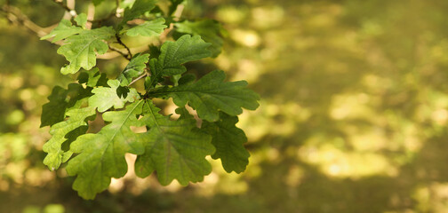 BANNER OF OAK LEAVES WITH SPACE FOR TEXT FROM RIGHT. Oak leaves are illuminated by side light. Highly lit oak leaves