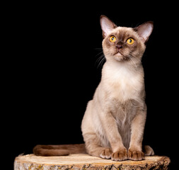 Burmese kitten 3 months old, chocolate color