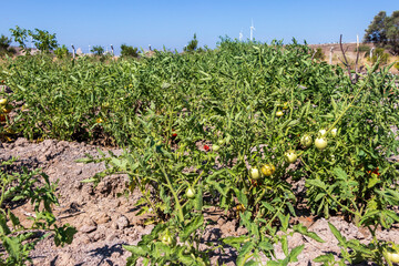 Fototapeta na wymiar Tomatoes on the branch are frying with the sun, Aegean region.