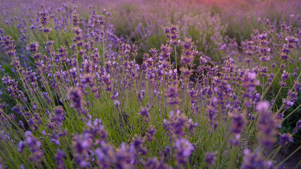 Obraz na płótnie Canvas Lavender field Provence France. 