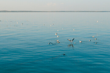Group of seagulls floats on a clean smooth surface of the sea.