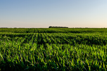 Fototapeta premium Corn field. Corn field on a sunny evening
