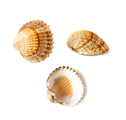 Brown Seashells Collection Isolated on White Background