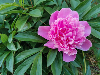 Pink peony flower in a garden in Summer.