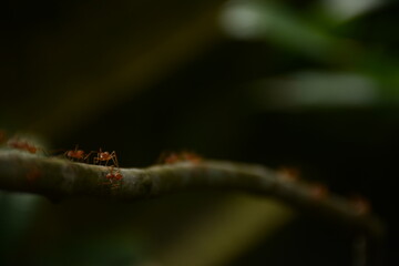 ant on a leaf