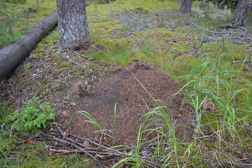 Obraz premium an anthill in the forest