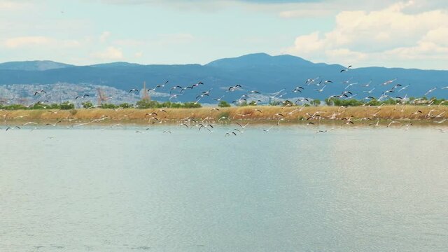 A Large Flock Of Flamingos Flying Over The Calm Lake In Slow Motion - tracking shot