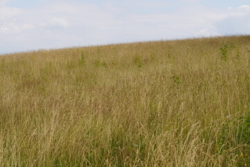 Gras Steppe
