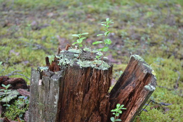 moss on tree