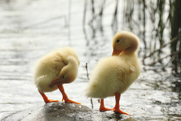 dos pequiños patitos amarillos acicalandose en la orilla de un bonito lago