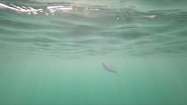 Underwater view of a oblade fish hooked to a lure being pulled out of water by a fisherman standing on a kayak off the coast of Mil Palmeras Beach.