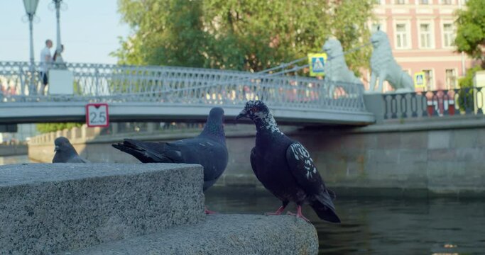 Pigueons on the street of Saint Petersburg near a brodge