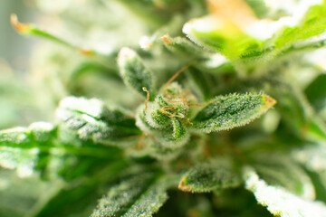 Sativa Fresh green weed In details. Macro trichomes of cannabis. Indica flower.