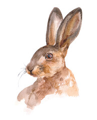 Watercolor single hare isolated on a white background illustration.