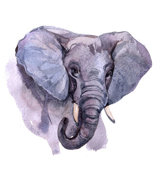 Watercolor realistic  elephant tropical animal isolated on a white background illustration.