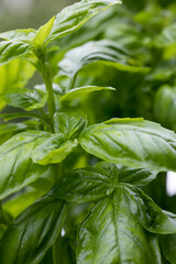 元気なバジルの葉