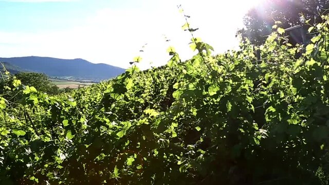 Weinberg im Fr&uuml;hling