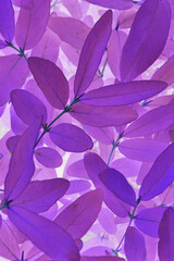 Bright and catchy purple floral background. Foliage close-up. Spectacular violet plant backdrop or wallpaper from honeysuckle leaves. Invert used. Vertical shot