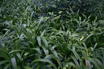 green field of plants